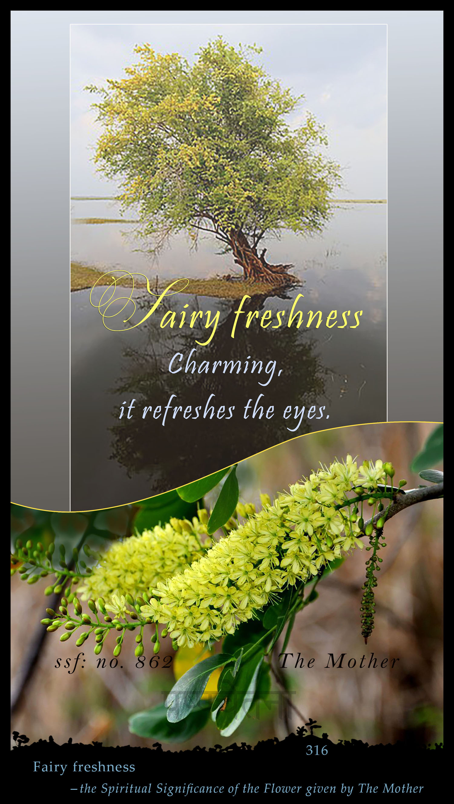 Fairy Freshness